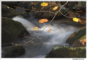 Leaves and Stream